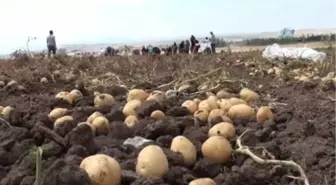 Çorum'da Patates Hasadı Başladı