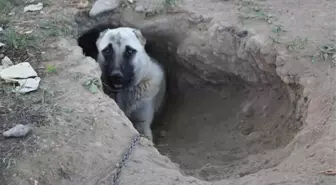 Kangal Köpeği Sıcaktan Korunmak İçin Çukur Kazdı