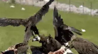 Bolu'nun, 'Akbaba Lokantası' Yırtıcı Misafirlerini Ağırlıyor