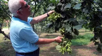 Fındık Üreticisine Hasat Uyarısı