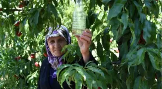 Meyveleri Çürüten Sirke Sineğine 'Sirkeli' Tuzak