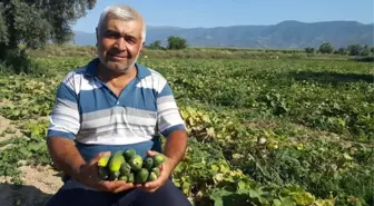 Turşuluk Salatalık Üreticisi Yeni Ürün Arayışında