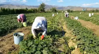 Turşuluk Salatalık Üreticisi Yeni Ürün Arayışında