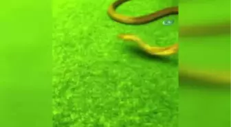 Aref Tedavi İçin Mısır'a Gönderiliyor