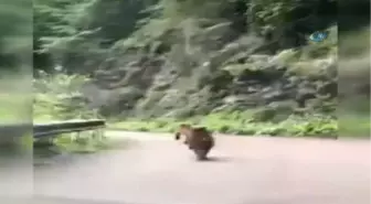 Karayoluna İnen Ayılar Böyle Görüntülendi