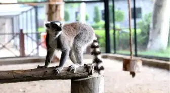 Mersin'in Yeni Misafirleri Halka Kuyruklu Lemurlar