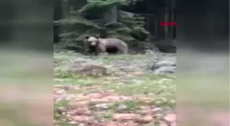 Bolu Ormanda Gördüğü Ayıyı 'Gel Buraya Oğlum' Diyerek Çağırdı - Ek Görüntü Hd