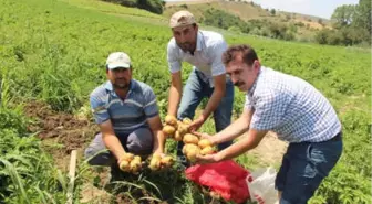 Samsun'da 'Yazlık' Patates Hasadı