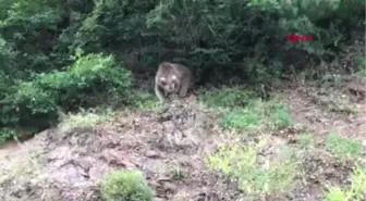 Artvin İlk Kez Memleketlerine Gelen Öğrenci Grubuna 'Boz Ayı' Sürprizi Hd