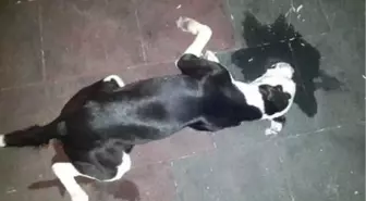 Belediye Ekibinin Köpekleri Öldürdüğü İddiasıyla Şikayetçi Oldu