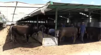 Besi Danasının Kilosu 22 Lira'