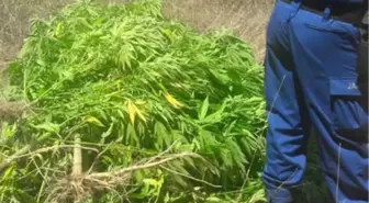 Manisa'da Kenevir Operasyonu: 4 Gözaltı