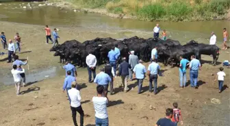 Muş'ta Damızlık Manda Dağıtımı