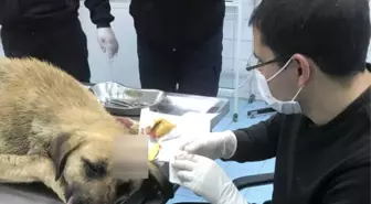 Belediye Sokak Köpeğinin Hayatını Kurtardı