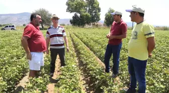 Beyaz Altın Pamuk Yeniden Değer Görmeye Başladı