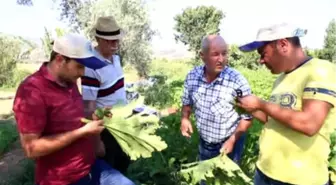 Beyaz Altın Yeniden Rağbet Görmeye Başladı