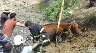 Dereye Batan İnek Bir Buçuk Saatte Kurtarıldı