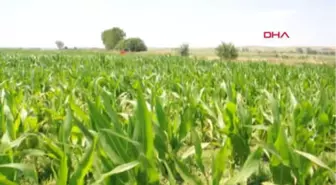 Tekirdağ Mısır Tarlaları Çizgili Yaprak Kurtlarının İstilasına Uğradı