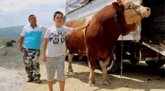 15 Temmuz Doğumlu Dev Boğayı Alana, Yanında 3 Boğa Hediye