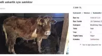 Bedelli Askerlik İçin İneğini Satıyor