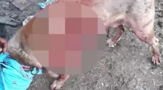 Çoban Köpeğini Tırmıkla Yaraladılar