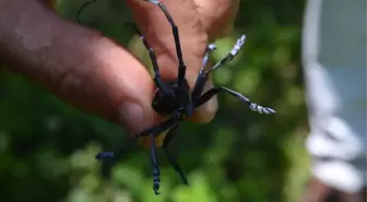 Drakula Tehlikesi Sürüyor