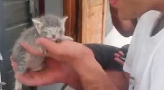 Yavru Kedi, Sıkıştığı Duvar Kırılarak Kurtarıldı