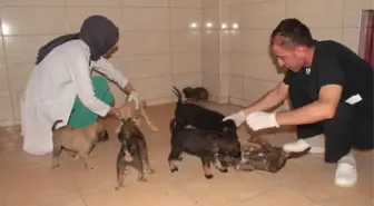 Bitkin Halde Bulunan 20 Yavru Köpek Koruma Altına Alındı