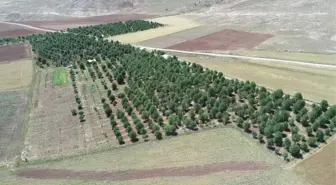 Bu Yıl Vişne Dalları Boş Kaldı