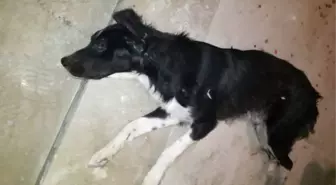 Gaziantep'te Köpek Vahşeti