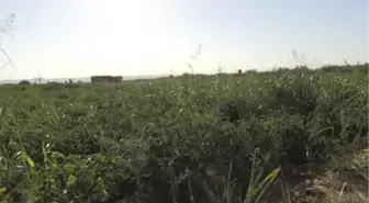 Kavurucu Sıcakta Sebze Hasadı