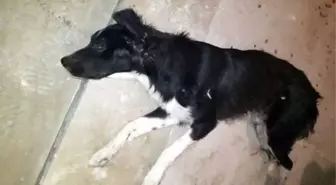 Köpeği Tüfekle Vurmuşlar