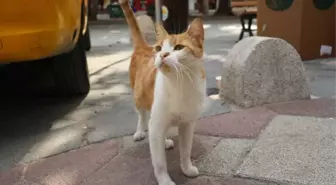 Mırmır'I Gören Köpekler Yolunu Değiştiriyor