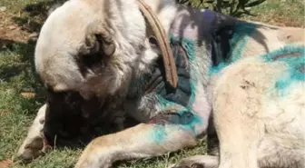 Otomobilin Arkasına Köpek Bağlayıp Sürüklediği Gerekçesiyle Gözaltında (2)