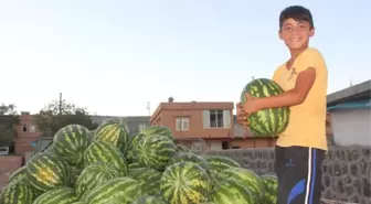 Yavuzeli Çiftçisinden Organik Tarım Tavsiyesi