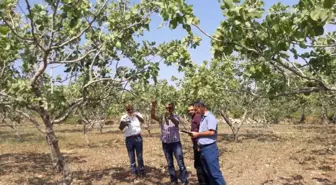 Siirt'te Fıstık Bahçelerinde Rekolte Çalışması