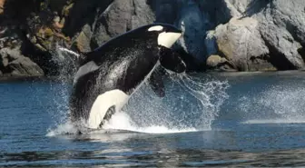 Anne Katil Balina Doğduktan Sonra Ölen Yavrusundan Kopamadı, Bir Haftadır Sırtında Taşıyor