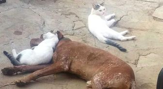 Dia ve Boncuk'un 'Dostluğu'