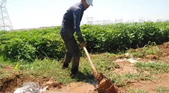 Pamuk Çiftçilerinin Sıcakla İmtihanı