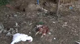 Başıboş Köpekler Hayvanları Telef Etti