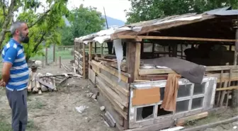 Başıboş Köpekler Hayvanları Telef Etti