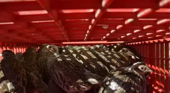 Edirne'de Trafik Kazası: 6 Yaralı