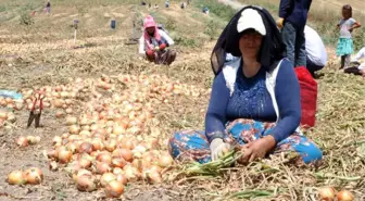 Ekmeklerini Topraktan Çıkartıyorlar