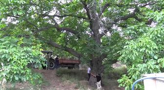 İki Asırlık Ceviz Ağacı Yılda Yarım Ton Ürün Veriyor