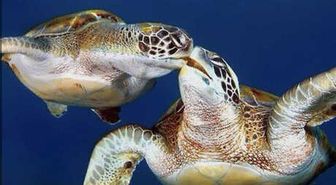 İnternetten Caretta Caretta Kabuğundan Tespih Satışı