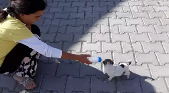 Sokakta Bulduğu Yavru Köpeği Biberon ile Besliyor