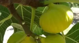 Melli İnciri Tescillendi