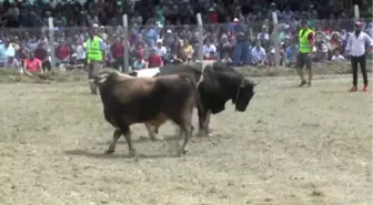 2. Karagöl Yayla Şenlikleri'nde Boğalar Güreşti