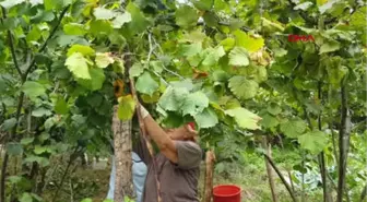 Ordu Fındık Üreticisinin Gözü Kulağı TMO'da Hd