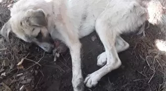 Sapanca'dan Yürükleri Burkan Görüntü